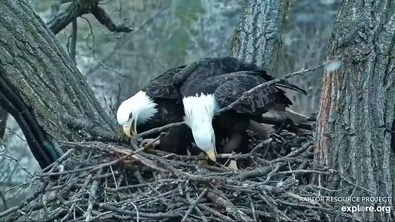 Soaring Survivors: Nest Building