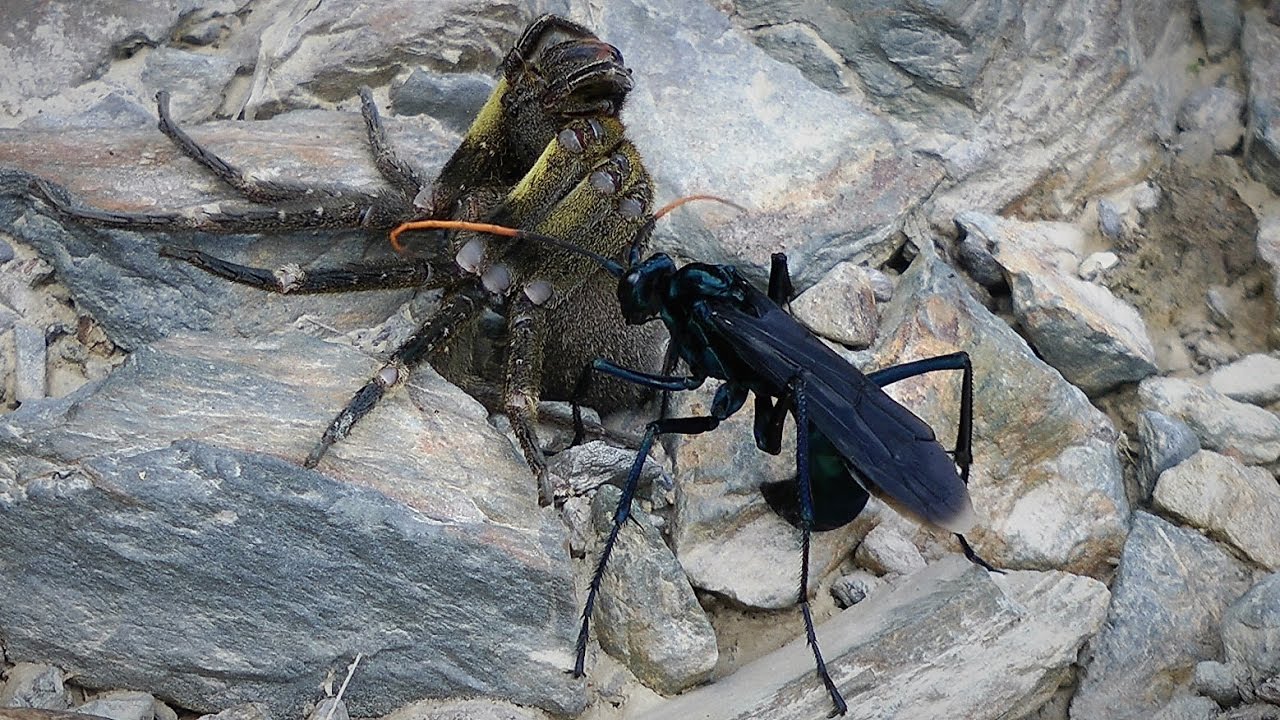 Pepsis wasp and wandering spider
