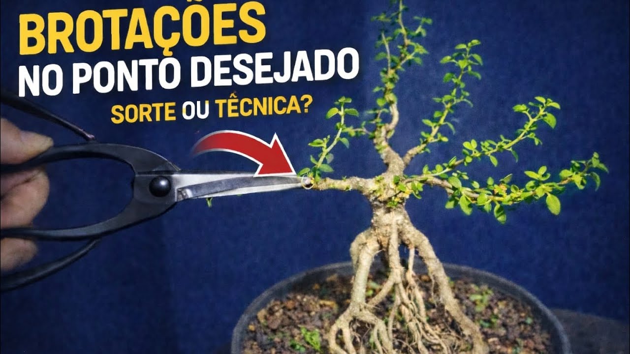 Brotaçães no ponto desejado não é sorte é sim  técnica 