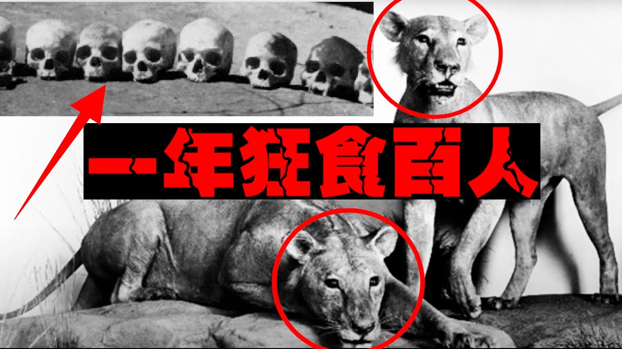 【食人狮惨案】狮子吃人肉后尝到甜头，找来同伙狂吃上百人