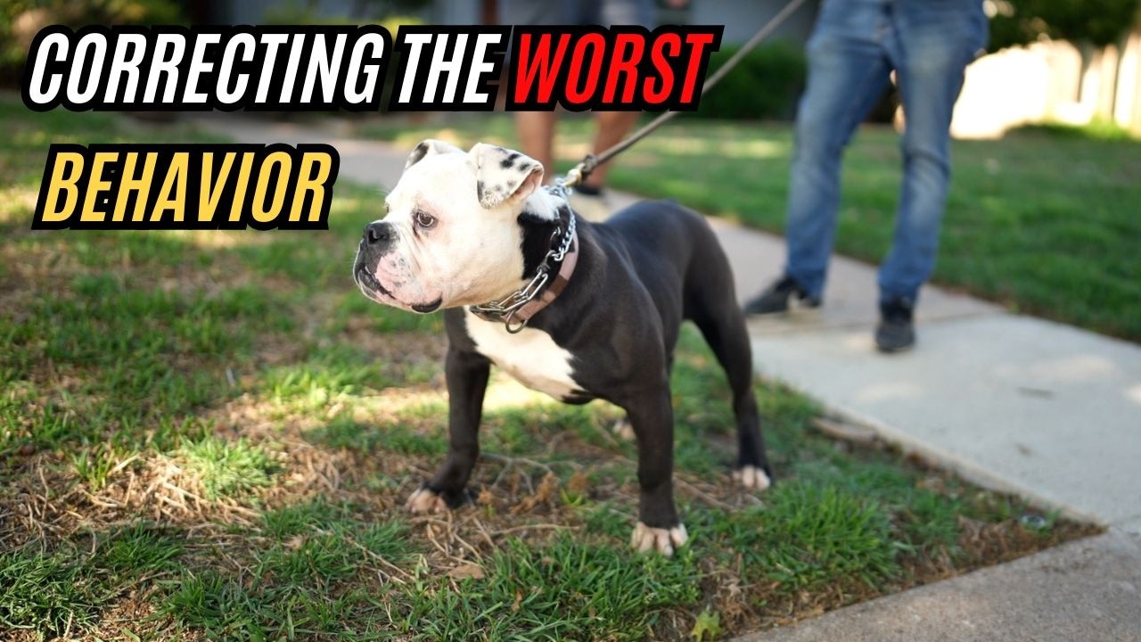 Correcting The Worst Behavior!!! Part 1 (Joker's Teenage Stage)