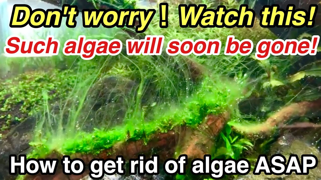 How to get rid of Excess Algae in your planted aquarim ASAP ! The Ultimatte Guide to Fighting Algae②