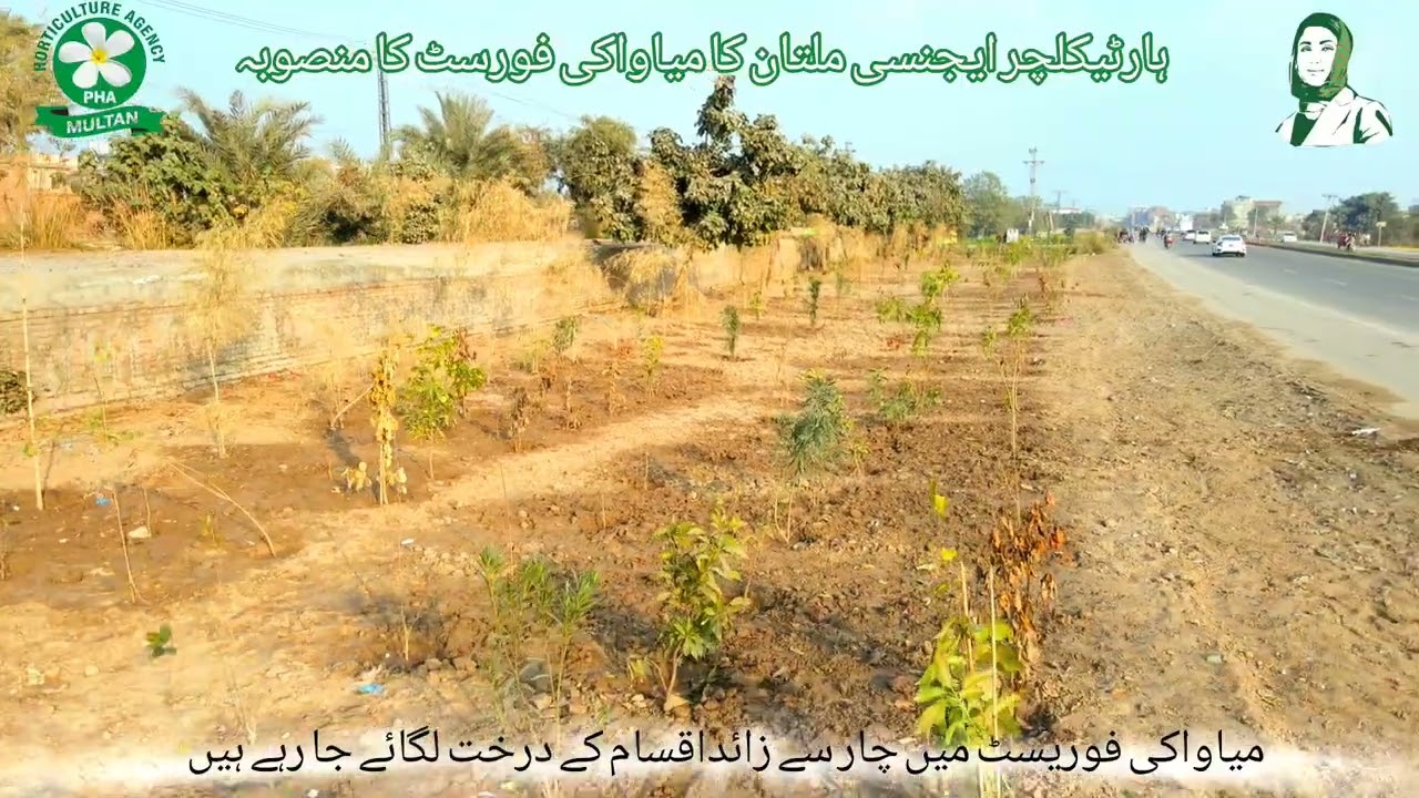 Urban Green Initiative: Miyawaki Forest at Saidan Wala Bypass, Multan