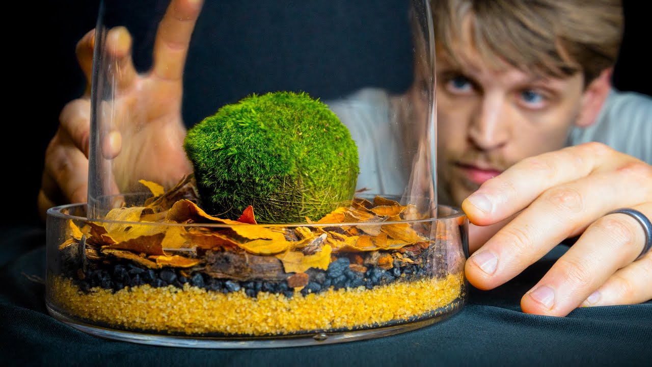 Crazy Moss Ball Terrarium but It's NOT What You Think