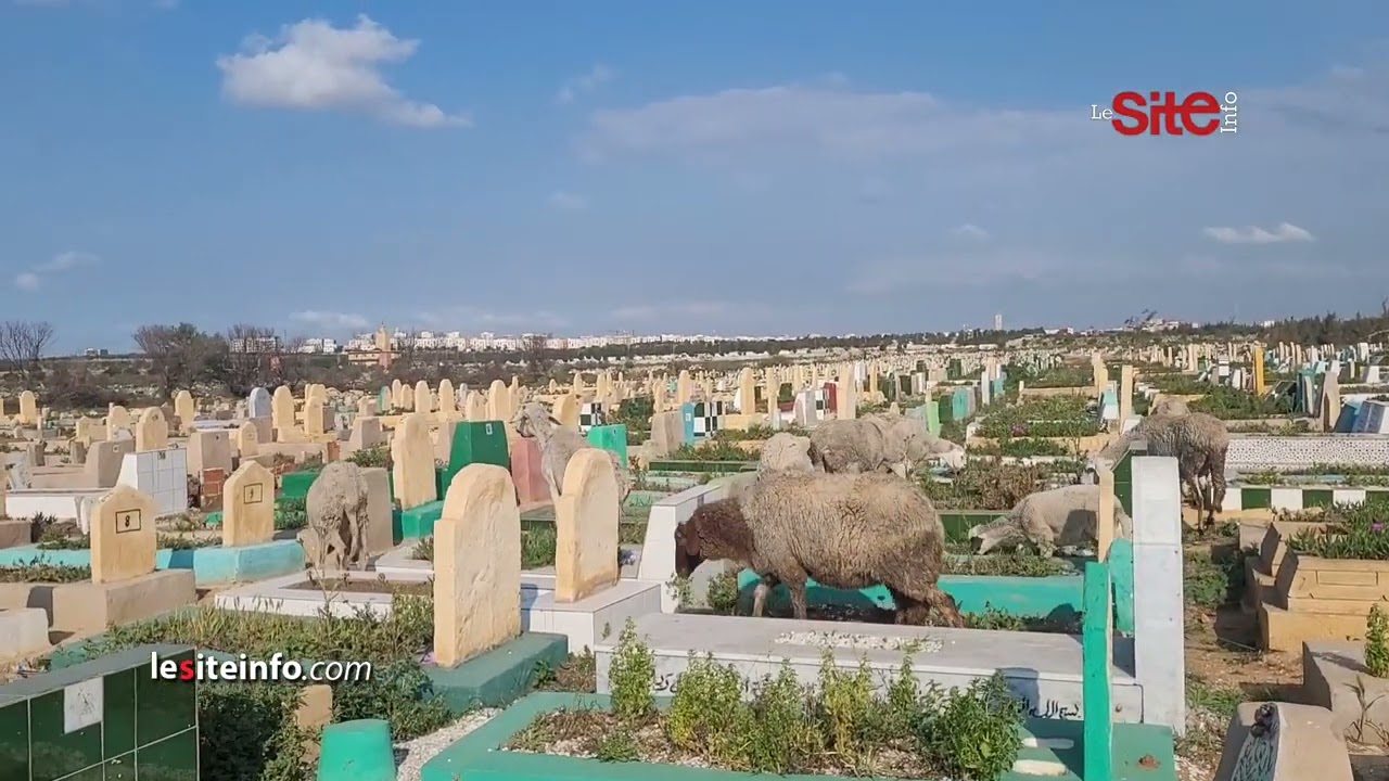 أبقار وأغنام ترعى وسط مقبرة الغفران بالدار البيضاء