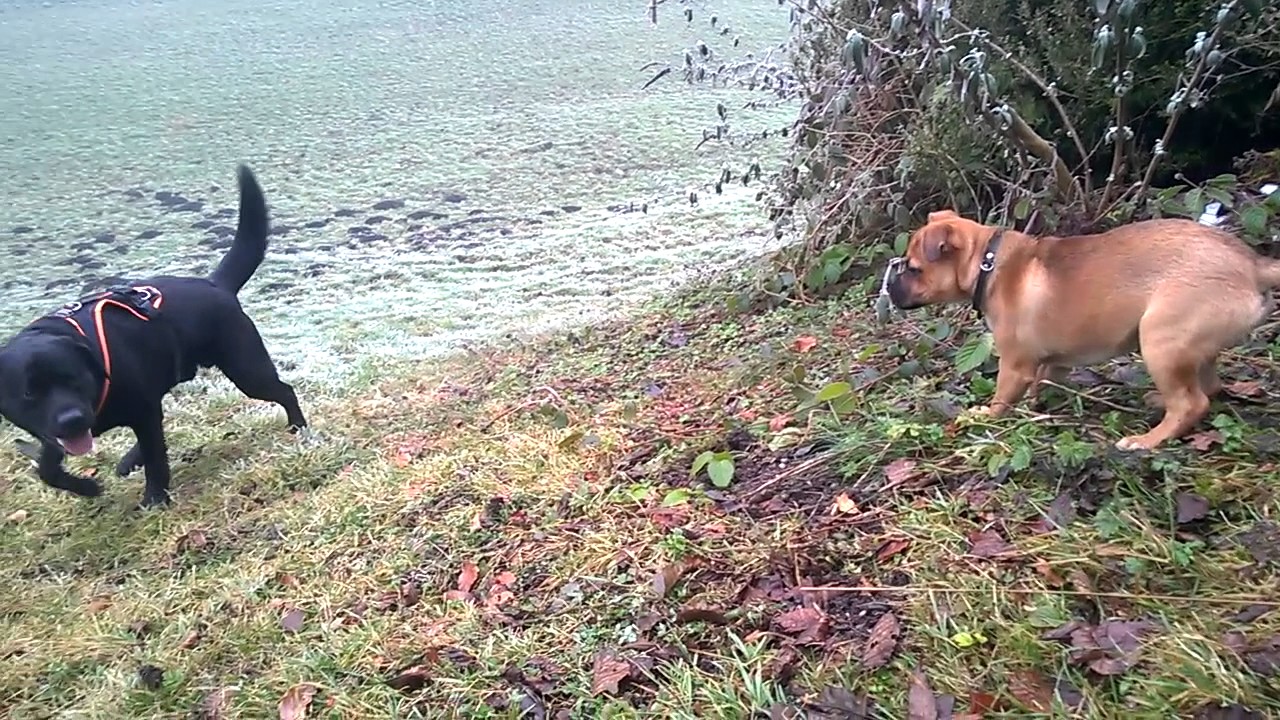 Spiel mit Retro Mops
