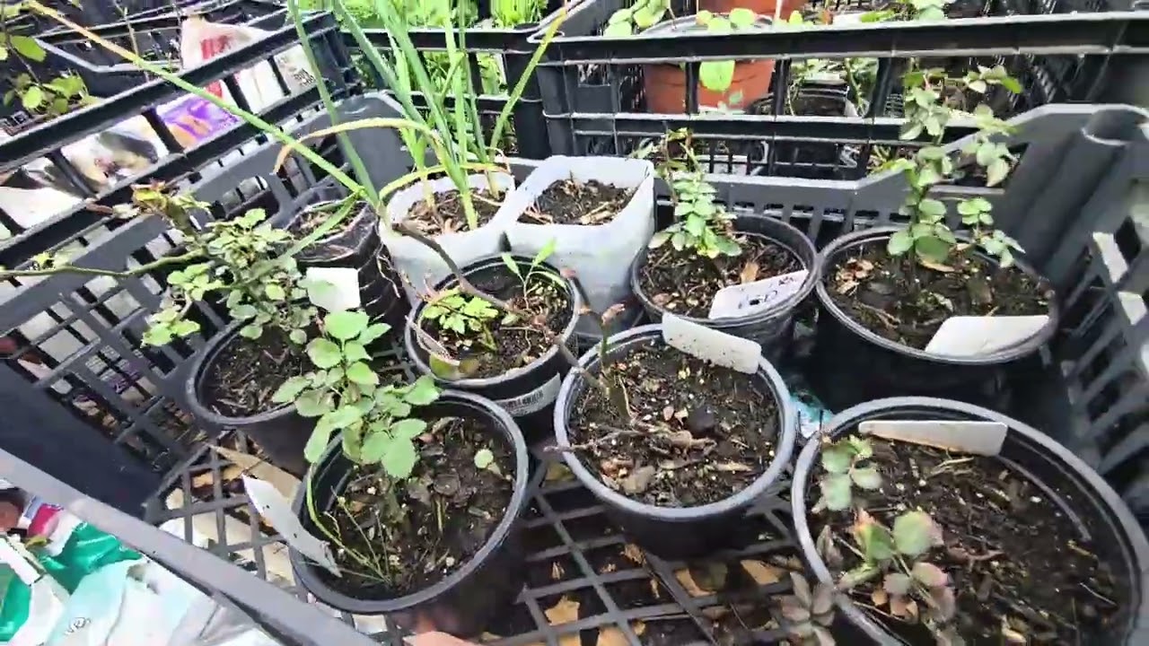 40th Plant Nursery update - New plants, New growth, Fertilizing, Spraying   Made with Clipchamp