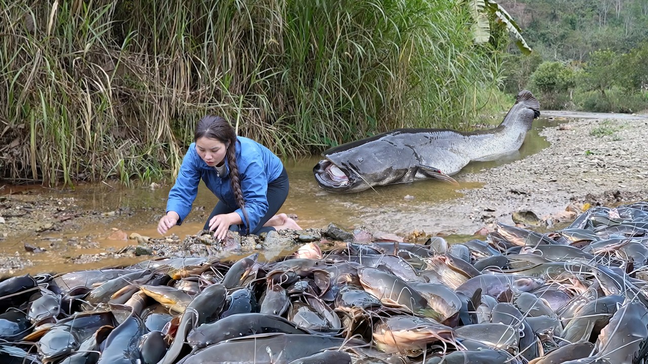 Lucky fishing day: Hand-catching 500kg+ stream carp & giant catfish for market sale with my kids