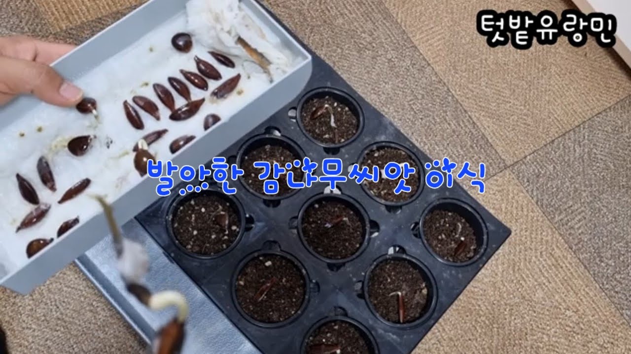 감 씨앗 발아 이식
