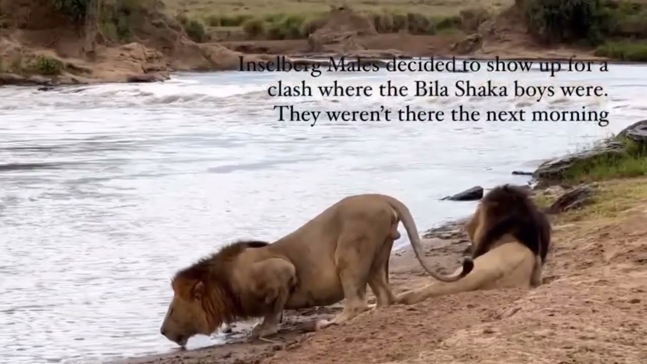 Inselberg Male Lions Showed up for a fight against Bilashaka Male Lions | 14 October 2023