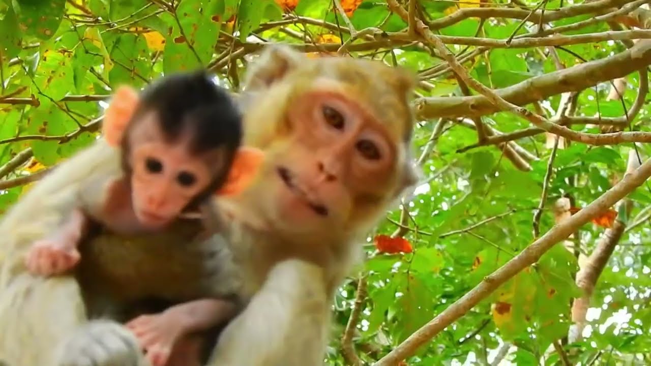 Baby Monkey Cuddles with Mom – Too Sweet! 💕🐒