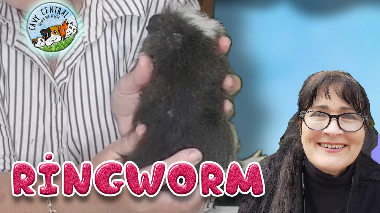 Guinea pig mange, mites, fungal and ringworm - how do you treat this