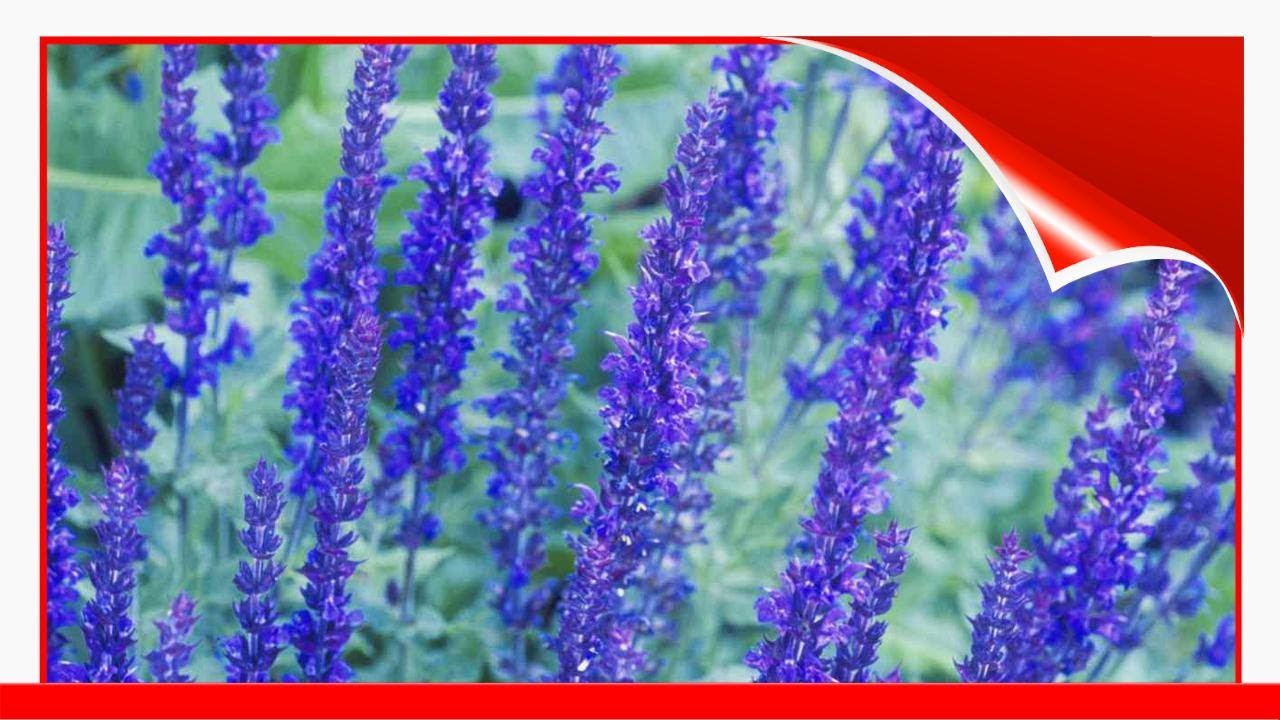 14 Best Landscape Plants With Purple Flowers 🛋️