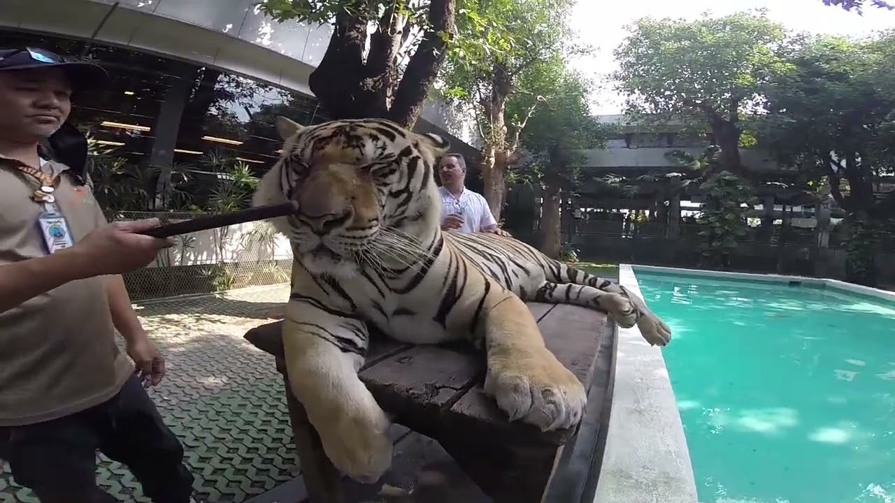 Tiger Park Pattaya Big Tiger
