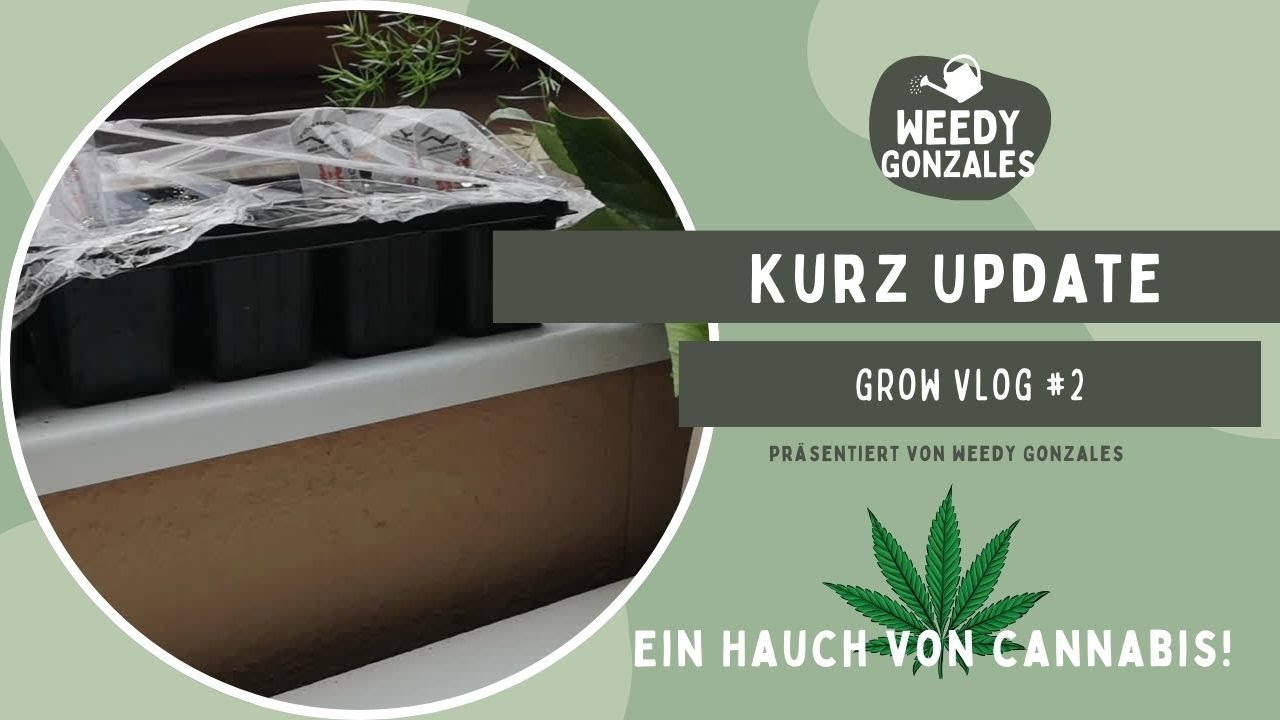 Grow Vlog #02: Die ersten Spr&ouml;sslinge sprie&szlig;en! Namen gesucht! 🌱 #cannabis #gardening #vlog