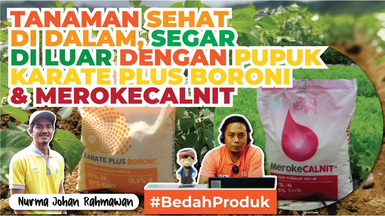 KARATE PLUS BORONI & MerokeCALNIT - 🌱 Pupuk KALSIUM Terpercaya 🌱 | NURMA JOHAN - Bicara Tani #64