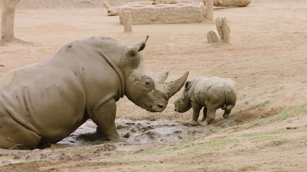 Rhino Racing - Mom & Baby Rhino 