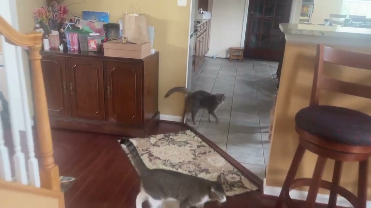 Cats demand dinner