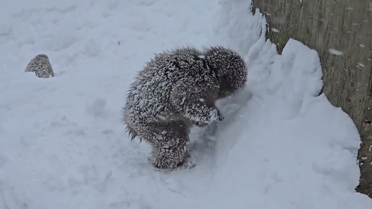 地獄谷野猿公苑の猿たち