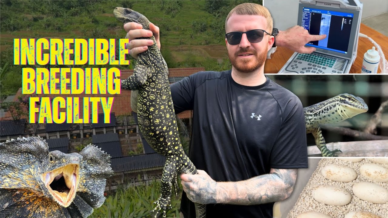 Inside Indonesia's BEST Reptile Farm: Exclusive Prestasi Tour