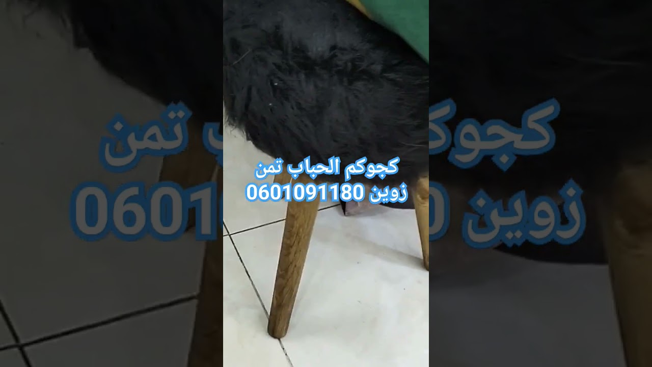 كجوكم الحباب تمن زوين 0601091180 #casablanca #asmaebeauty #moroccan #music #المغرب #فاس #espn