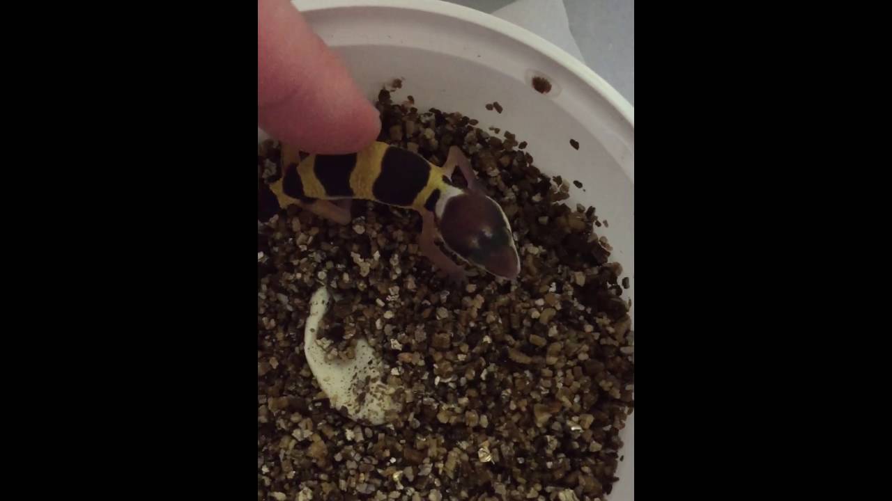 Geco Leopardino "Grida"!