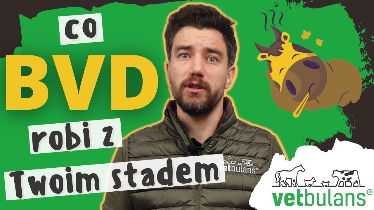 BVD - niezwykle kosztowna choroba bydła 🐄 | Jak BVD rujnuje Twoje stado? lekarz weterynarii wyjaśnia