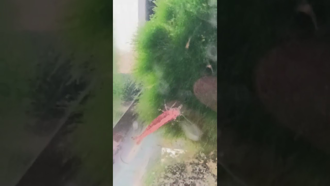 Kozica ženka se presvukla presvlačenje kozica 