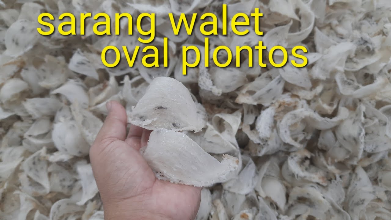 Sarang burung walet oval plontosan dari kalimantan