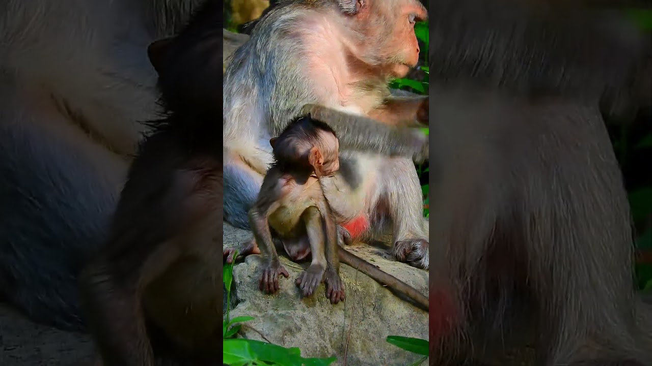 Sweet Tiny Baby Monkey First Step Learning With Mama #cutemonkey #littlemonkey