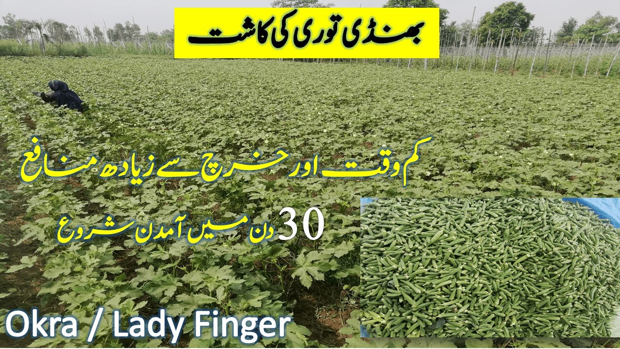 Okra /Lady (bhindi) Finger Cultivation [Land Preparation, Seed Varity, Bed size] Sowing time,in Urdu