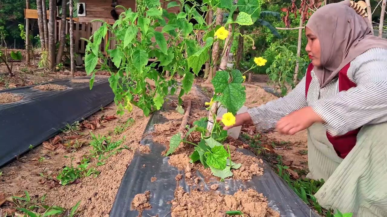 Hidup di hutan, petualangan suami istri mencari rejeki dari berkebun🌿