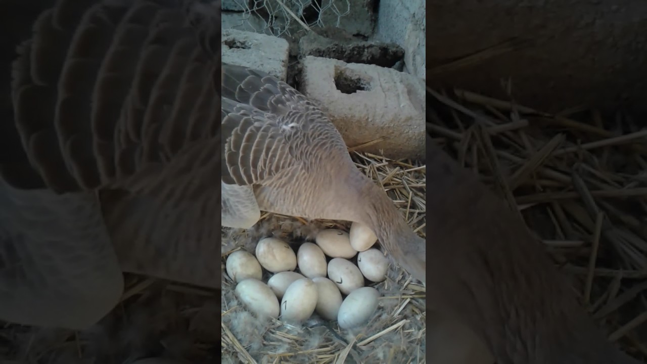 تربية الاوز في العراق