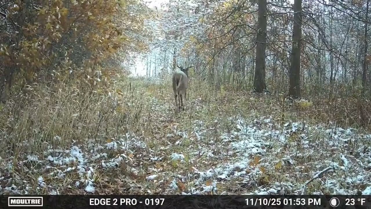 First November Snow Gets Bucks On Their Feet! Moultrie Edge 2 Pro
