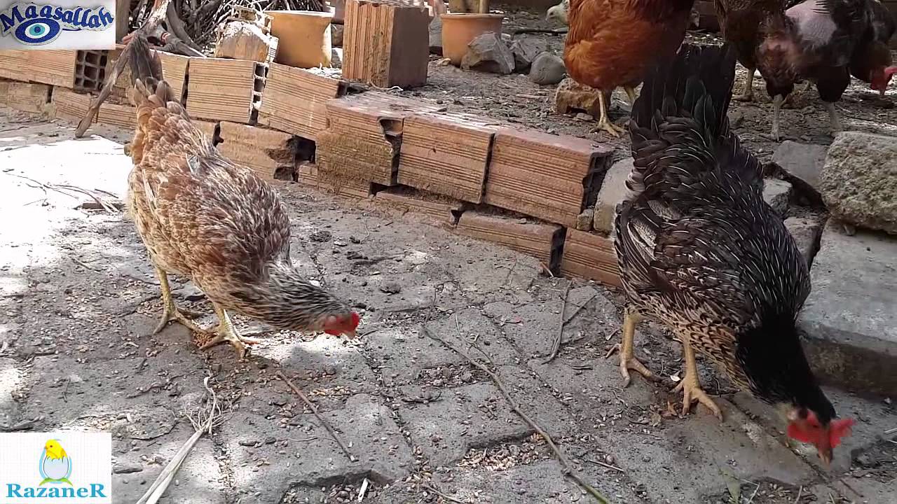 Tavukların Ana Besini - Buğday