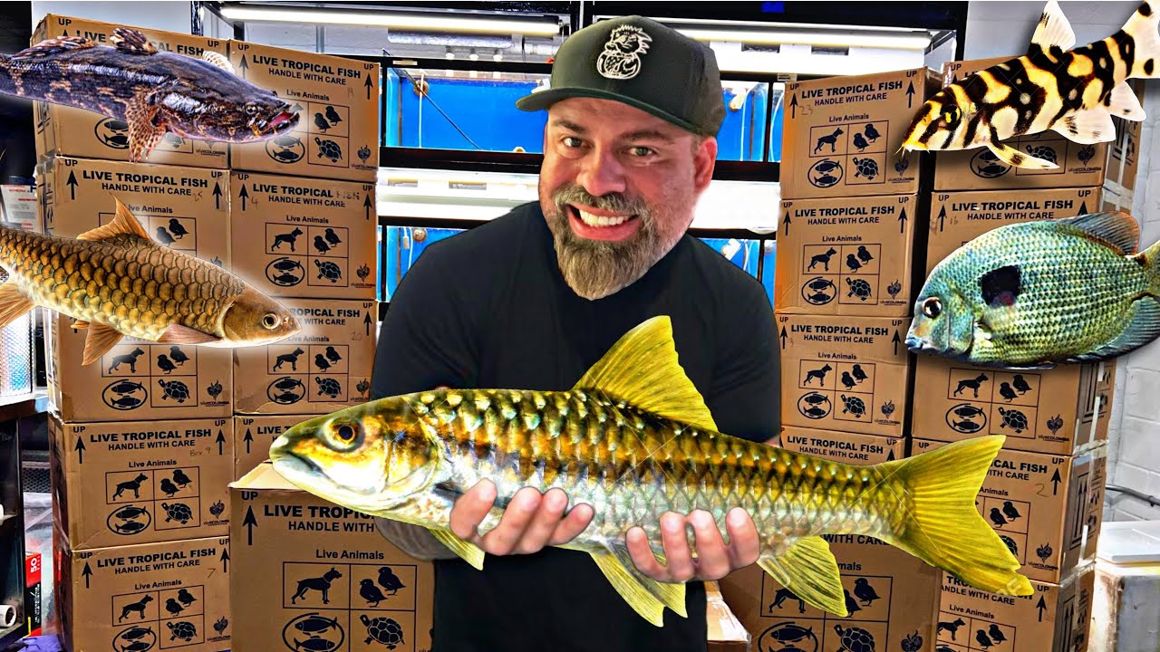 UNBOXING AMAZING DESIGNER ALBINO STINGRAYS AND EXOTIC FISH!