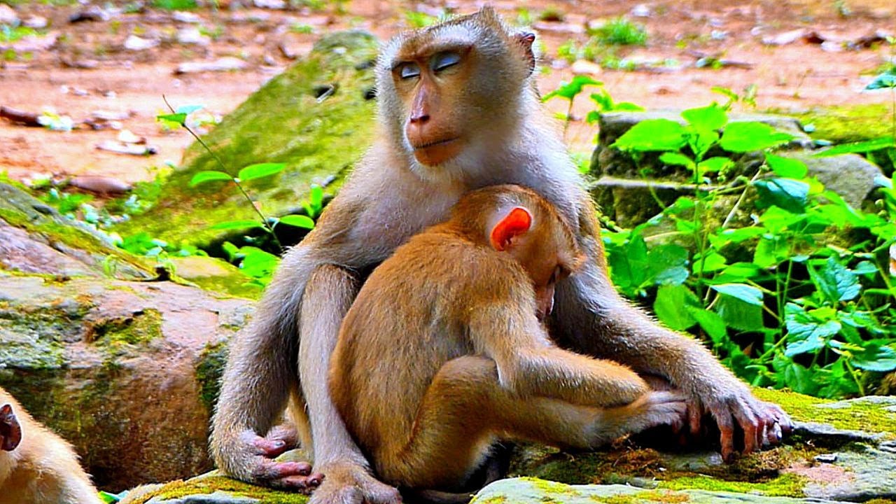 Why Mom Libby Not have Milk for Poor Baby LEO..? She has Pregnant or Rainbow follow annoying..!!