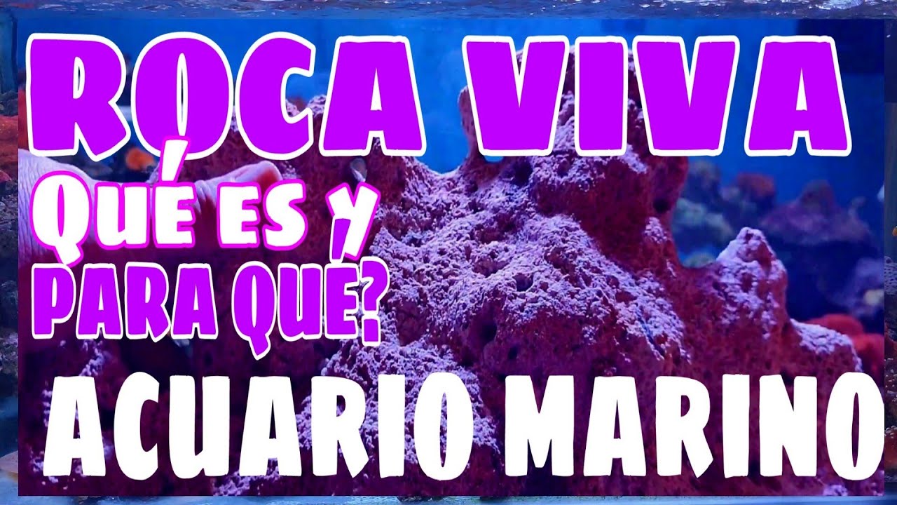 CUÁLES SON LOS BENEFICIOS DE LA ROCA VIVA EN EL ACUARIO MARINO / ROCA BIOACTIVADA?