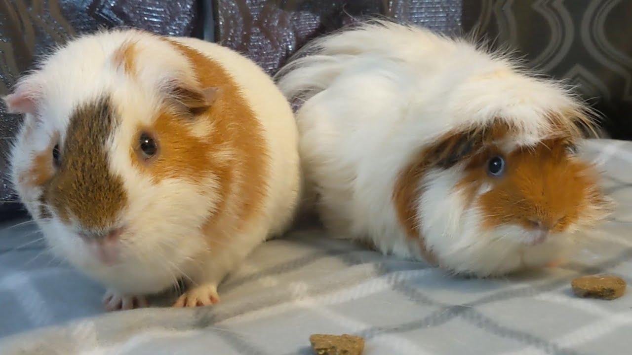 Chip and Rooster Having A Good Time
