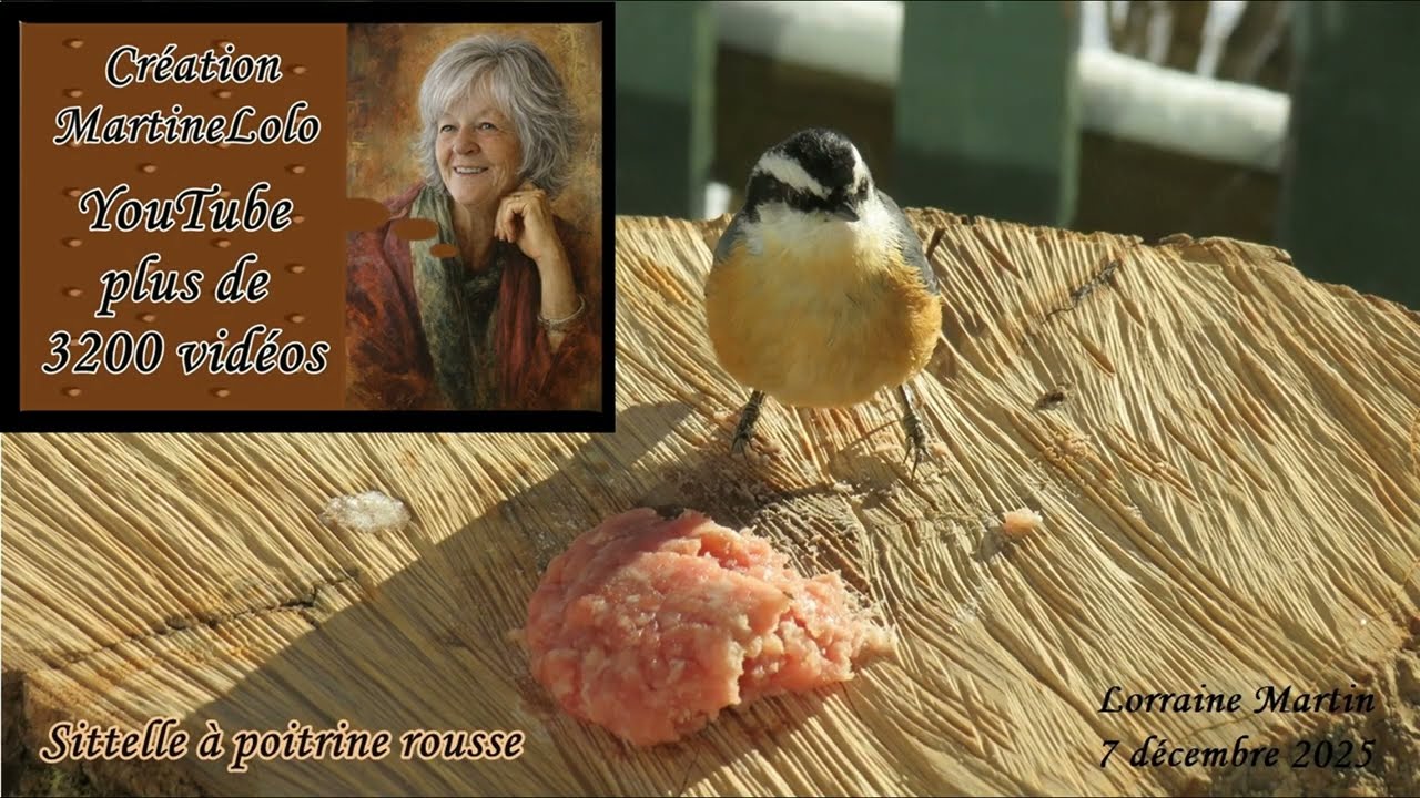Porc haché pour Mésangeai du Canada, Mésange à tête noire, Sittelle à poitrine rousse 2025-12-07