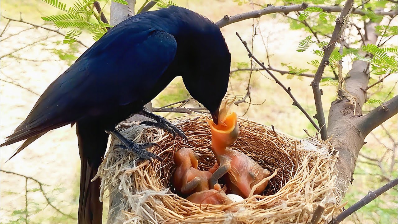 Black drongo feeding one big baby and other baby's are sleeping @animalswithbirds 