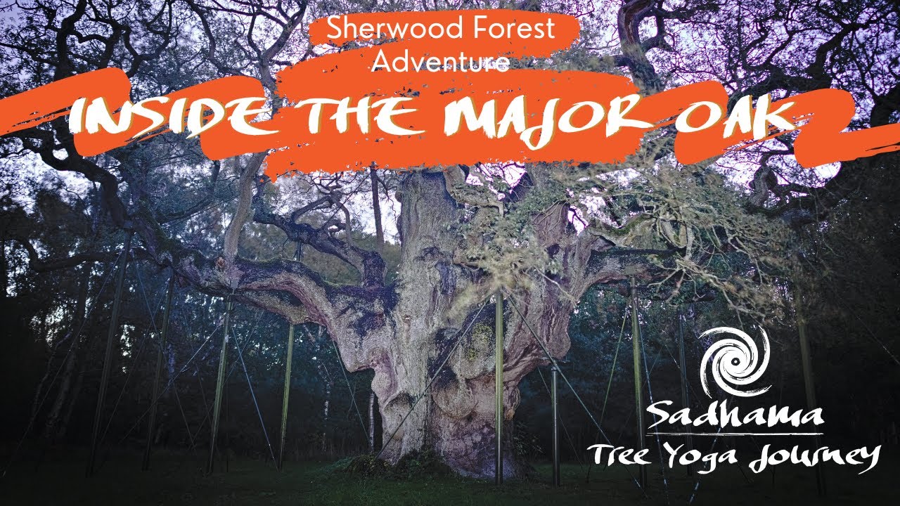 Inside the Major Oak. Sherwood Forest Adventure. Tree Yoga Journey