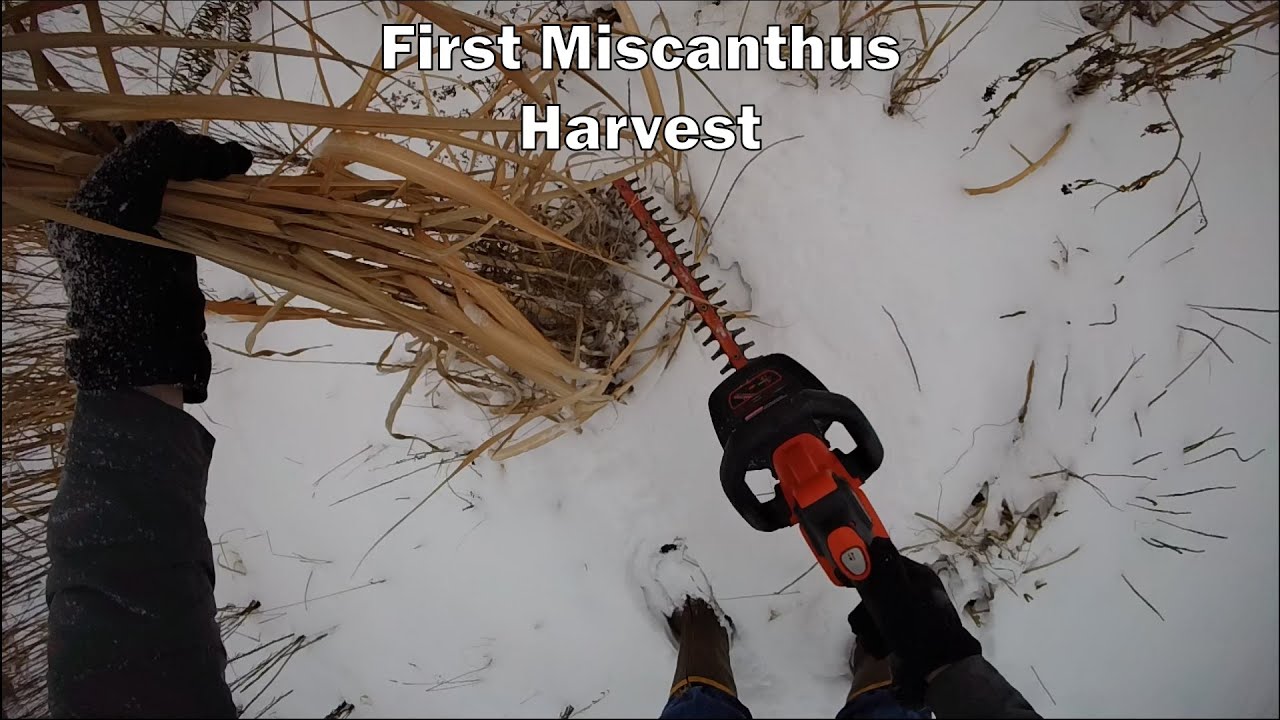 Harvesting our first crop of miscanthus