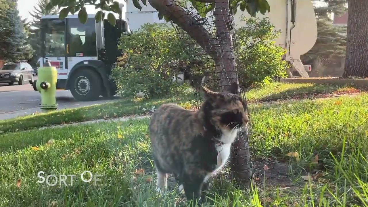 Cat And Garbage Truck!🐈