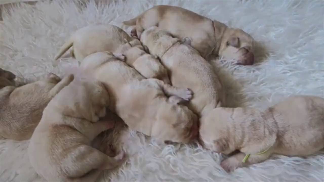 Cachorros Labrador Retriever recién nacidos.