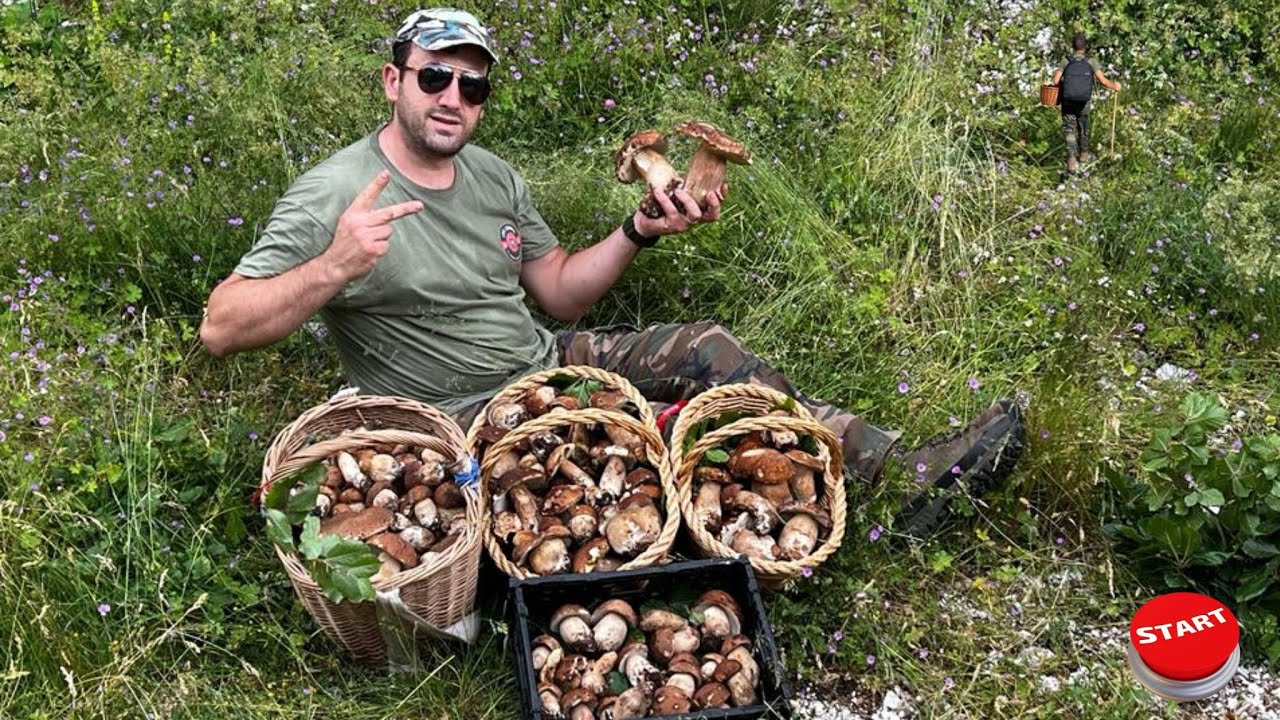 Funghi porcini luglio 2023. I faggi della Campania ci fanno sognare.