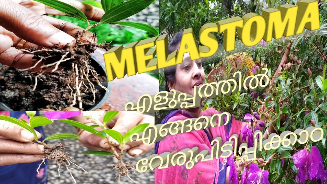 Melastoma   easy propogation in Malayalam/ #melastoma  #melastomapropogationmalayalam