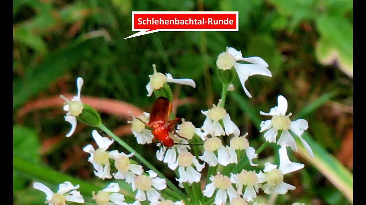 Wanderung und Jogging: Waldrunde in Forchheims W&auml;ldern am 30.07.22 im Schlehenbachtal