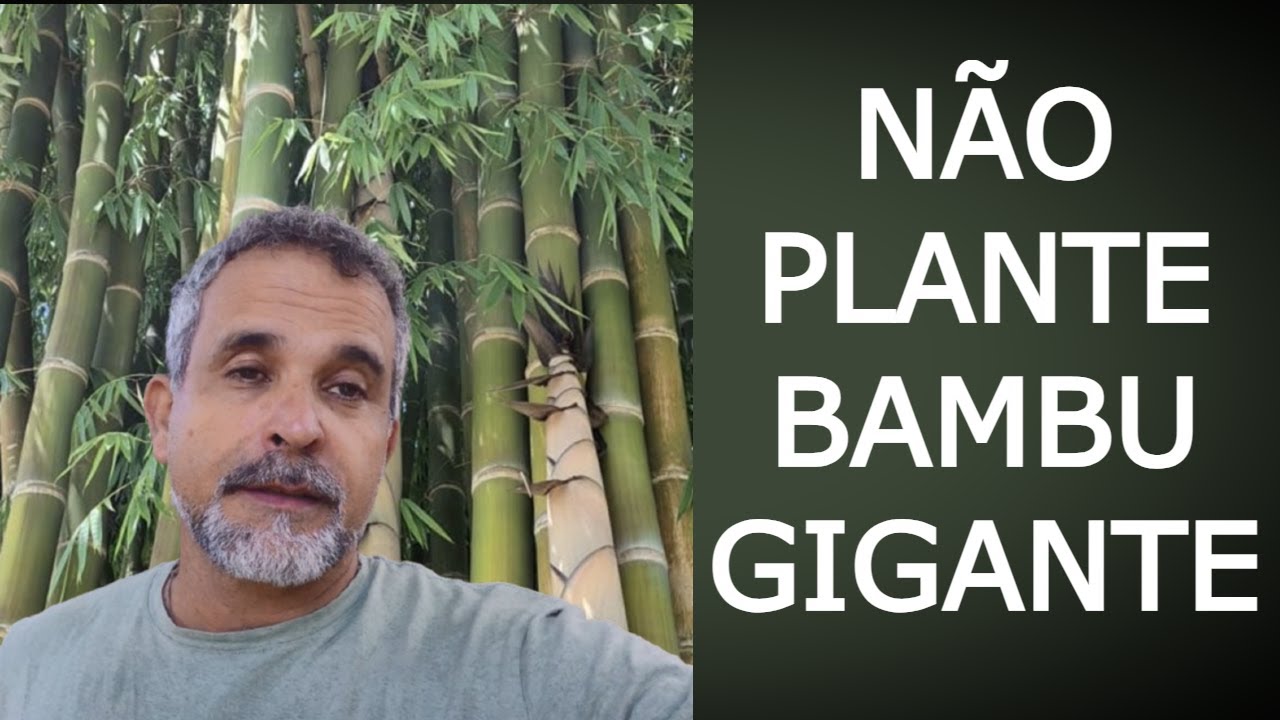 Não plante Bambu gigante antes de ver esse vídeo