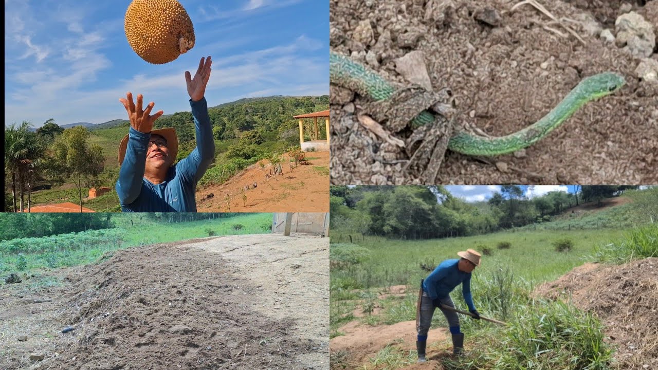 OUTRA COBRA AQUI NO MEU SÍTIO MAIOR DO  QUE A OUTRA 🐍🐍
